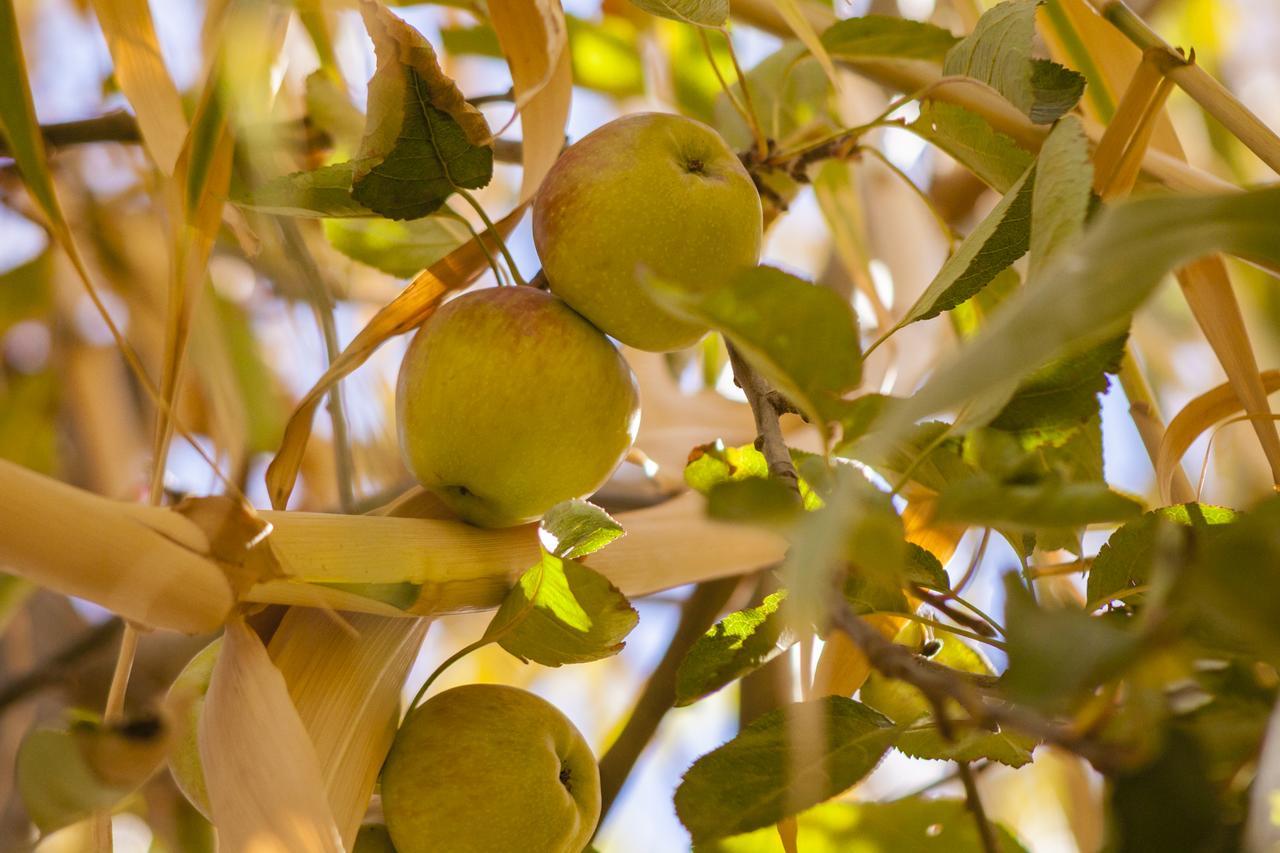 Villa Pomme D'Or Midelt Eksteriør billede